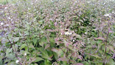 Eurybia divaricata (Aster divaricatus) Астра щитковидная