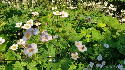 Anemone tomentosa Ветреница войлочная