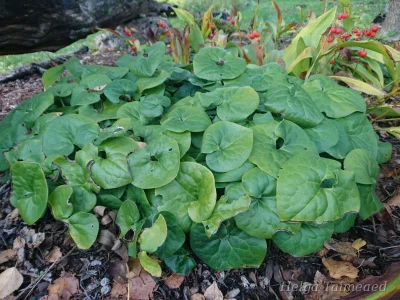 Asarum caudatum Копытень хвостатый
