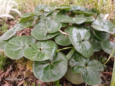 Asarum europaeum Копытень европейский
