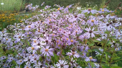 Eurybia ×herveyi  'Twilight'