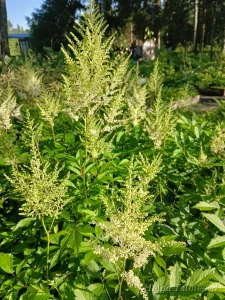 Astilbe x arendsii 'Waisse Gloria' Arendsi astilbe