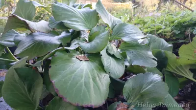Bergenia cordifolia Südajalehine bergeenia