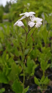 Hesperis matronalis 'Alba'