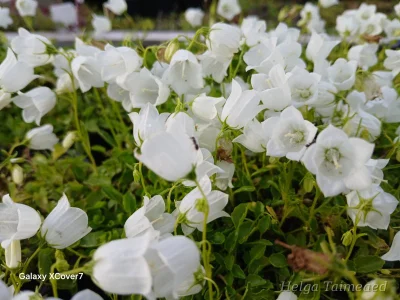 Campanula cochleariifolia 'Alba' Колокольчик ложечницелистный