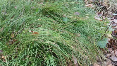 Carex caryophyllea 'The Beatles'