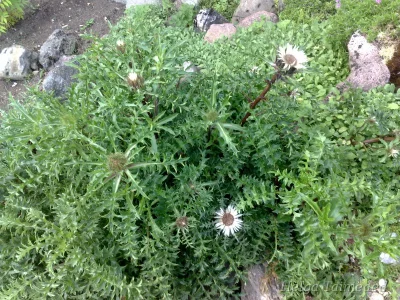 Carlina acaulis var simplex Alpine Carline Thistle /