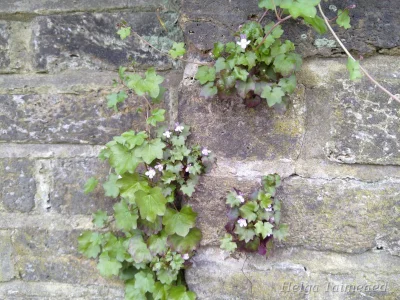 Cymbalaria muralis Цимбалярия постенная