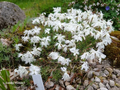 Dianthus arenarius Гвоздика песчаная