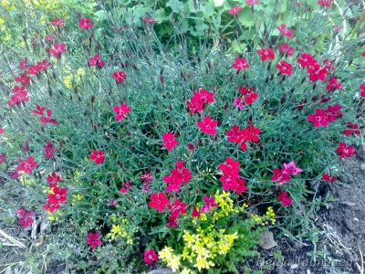 Dianthus deltoides Nurmnelk