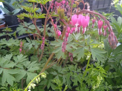 Lamprocapnos spectabilis (Dicentra spectabilis) Дицентра великолепная