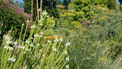 Verbena hastata 'Alba'
