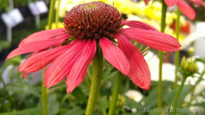 Echinacea 'Red Pearl'