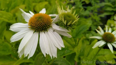Echinacea 'Feeling White'