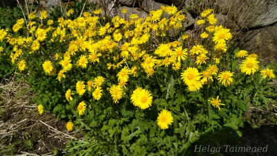 Doronicum orientale Дороникум восточный