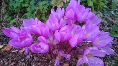 Colchicum 'E.A.Bowles' Безвременник