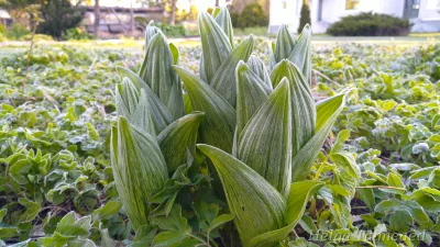 Veratrum