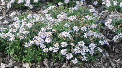 Aster ageratoides var adustus 'Nanus' Астра агератовидная