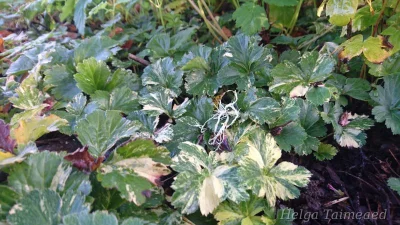 Waldsteinia ternata var variegata Вальдштейния тройчатая