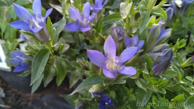 Gentiana septemfida Sügisene emajuur