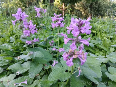 Stachys macrantha Чистец крупноцветковый