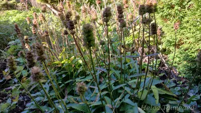 Betonica officinalis 'Ukkie' Harilik nõianõges