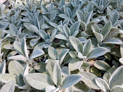 Stachys byzantina 'Silver Carpet' Чистец византийский