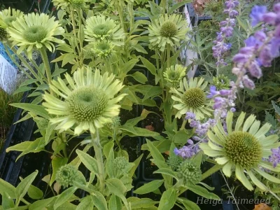 Echinacea ' Real Green'