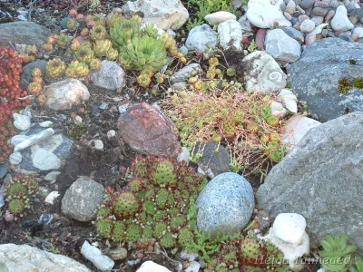 Sempervivum tectorum Common Houseleek