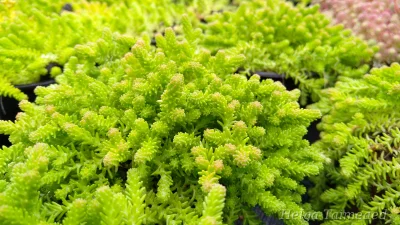 Sedum sexangulare Очиток шестиугольный