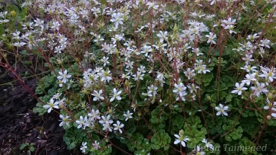 Saxifraga cuneifolia Hunturikko