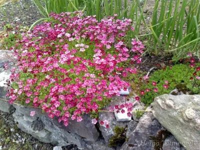 Saxifraga x arendsii 'Peter Pan'