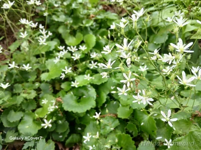 Saxifraga rotundifolia Камнеломка круглолистная