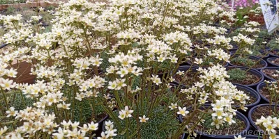 Saxifraga 'Kivikratt'