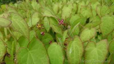 Epimedium alpinum Горянка (Эпимедиум)