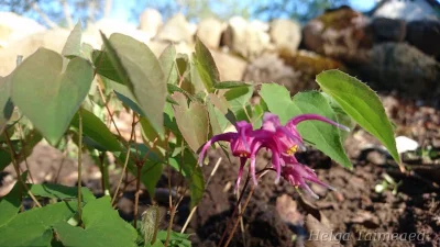 Epimedium grandiflorum 'Rose Queen' Эпимедиум крупноцветковый