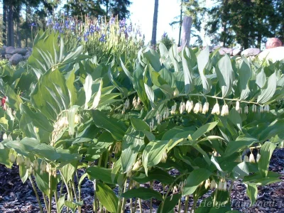 Polygonatum x hybridum Купена многоцветковая