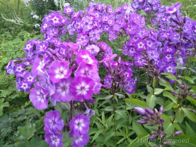 Phlox paniculata 'Adessa Special Purple Star' Флокс метельчатый