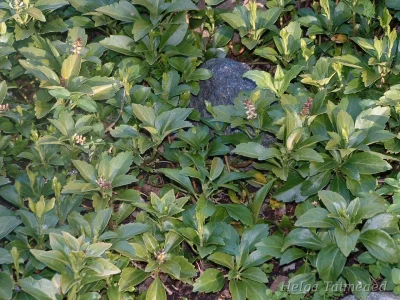 Pachysandra terminalis Tipmine puksrohi