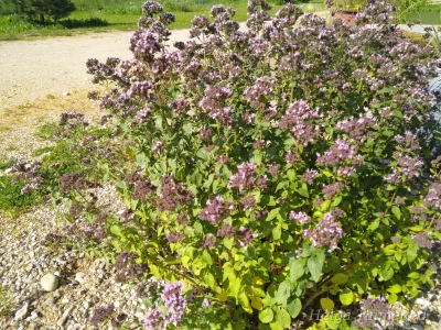 Origanum vulgare