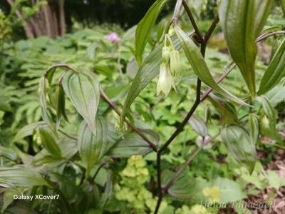 Disporum megalanthum