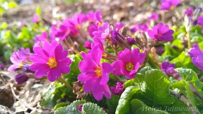 Primula ×pruhonicensis 'Wanda'