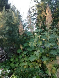 Macleaya cordata Маклея сердцевидная