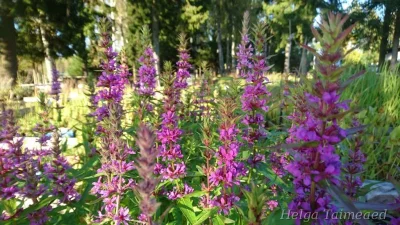 Lythrum salicaria Дербенник иволистный