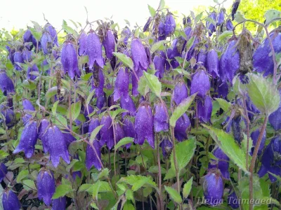 Campanula punctata 'Sarastro'
