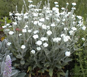 Lychnis coronaria 'Alba' Горицвет кожистый