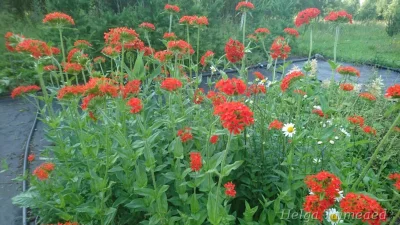 Lychnis chalcedonica Горицвет халкедонский