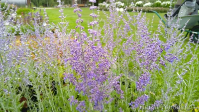 Perovskia atriplicifolia 'Rocketman'