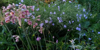 Linum perenne subsp. montanum Лен многолетний