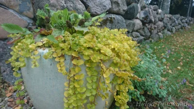 Lysimachia nummullaria 'Aurea'